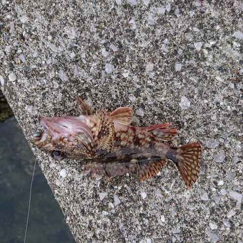 アラカブの釣果