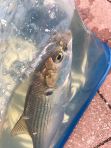 コノシロの釣果