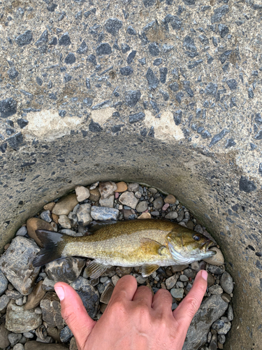 スモールマウスバスの釣果