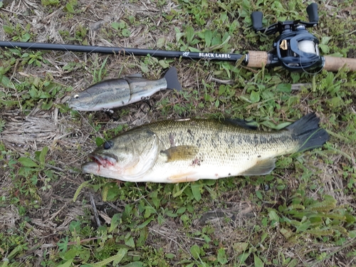 ブラックバスの釣果