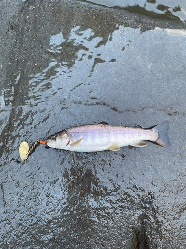 イワナの釣果