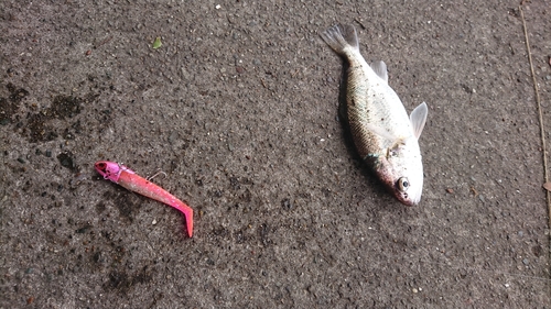 イシモチの釣果