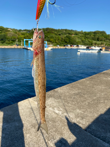 エソの釣果