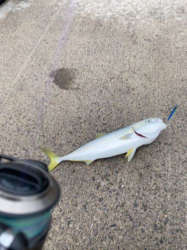 イナダの釣果