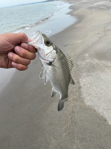 セイゴ（ヒラスズキ）の釣果