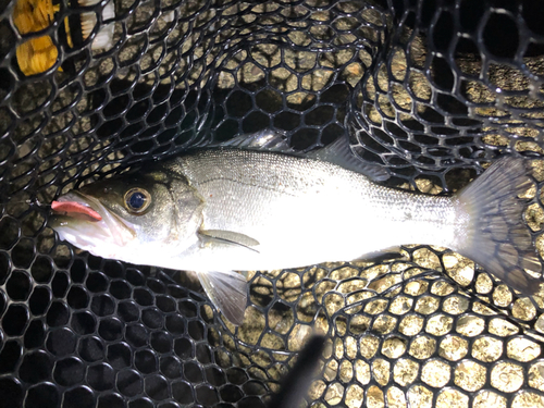 ヒラスズキの釣果