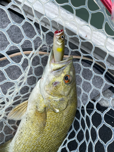 スモールマウスバスの釣果