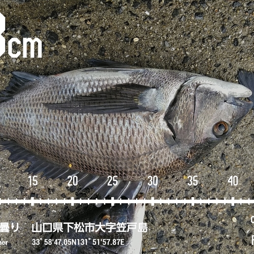 釣果