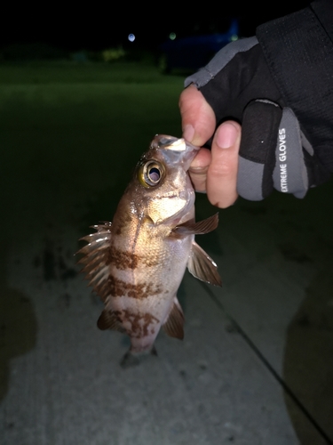 メバルの釣果