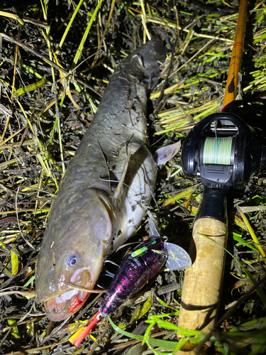 ナマズの釣果