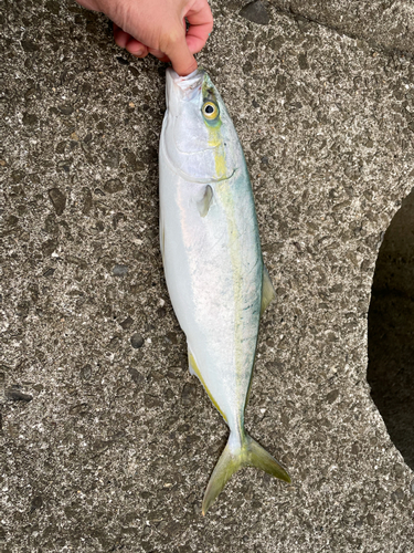 ツバスの釣果