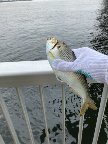 コノシロの釣果