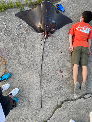 ナルトビエイの釣果