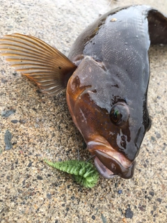 アイナメの釣果