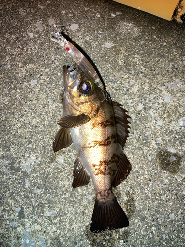 メバルの釣果