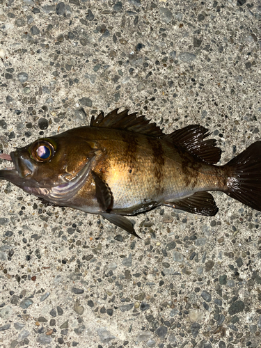 メバルの釣果