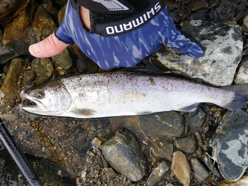 ヤマメの釣果