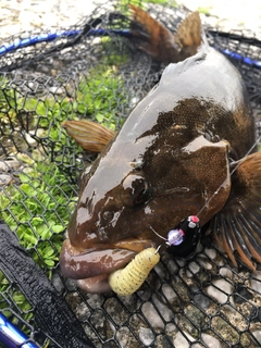 アイナメの釣果