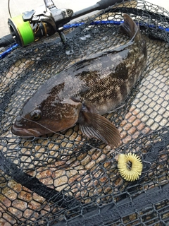 アイナメの釣果