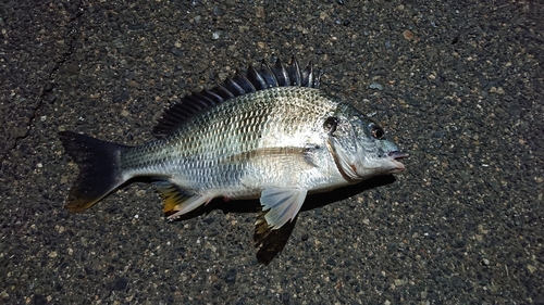 キチヌの釣果