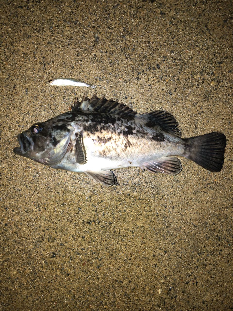 クロソイ