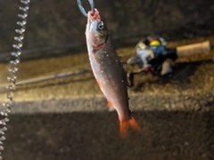 ウグイの釣果