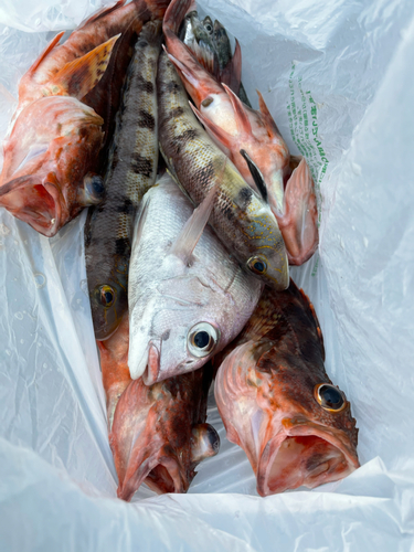 カサゴの釣果