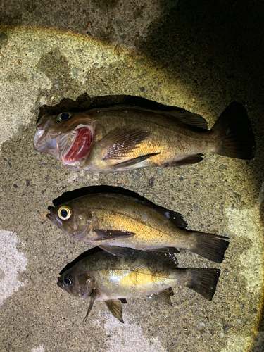 メバルの釣果