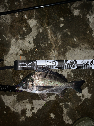 クロダイの釣果