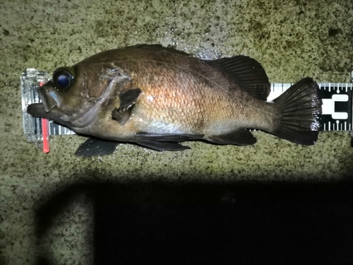 メバルの釣果