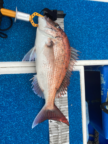 マダイの釣果