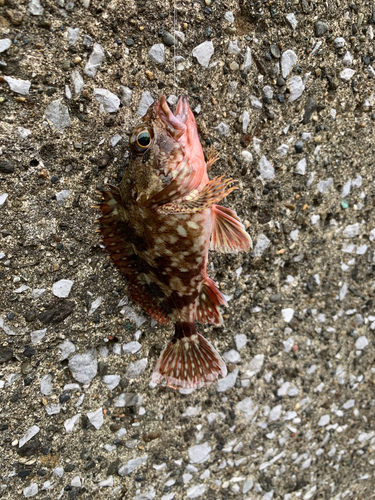 カサゴの釣果