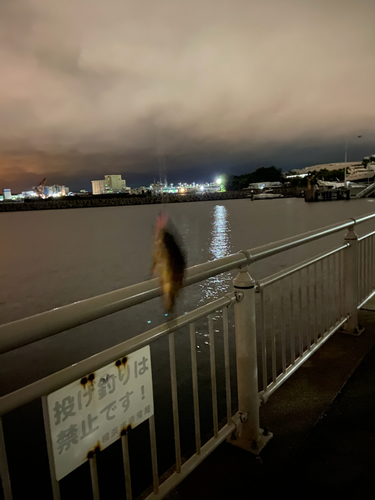 クロメバルの釣果