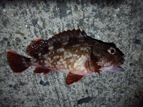 カサゴの釣果