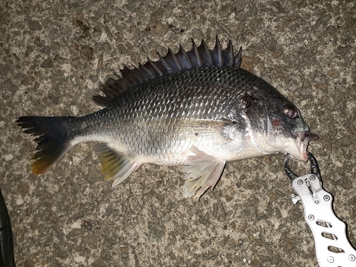 キビレの釣果