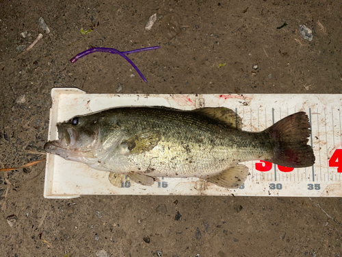 ブラックバスの釣果