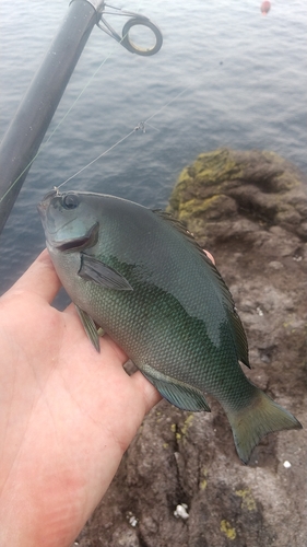 メジナの釣果