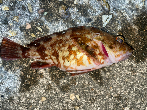 カサゴの釣果