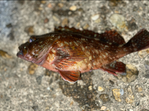 カサゴの釣果