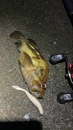 シマソイの釣果