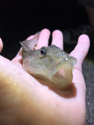 ハゼの釣果