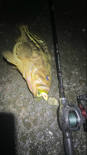 シマソイの釣果