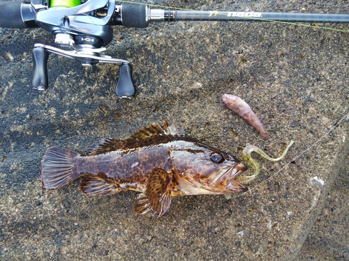 タケノコメバルの釣果