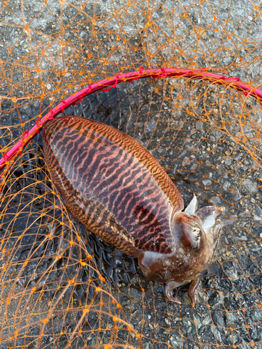 コウイカの釣果