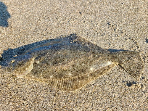 ソゲの釣果