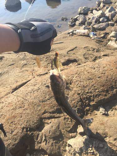 ニゴイの釣果