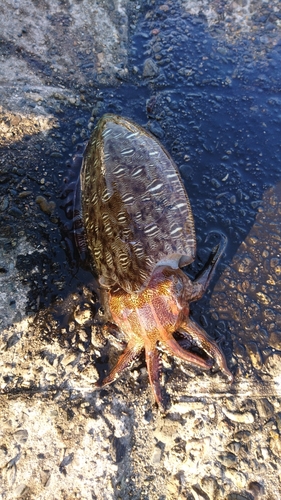 コウイカの釣果