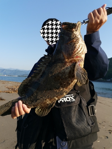 チャイロマルハタの釣果