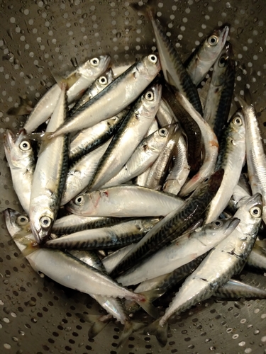 サバの釣果