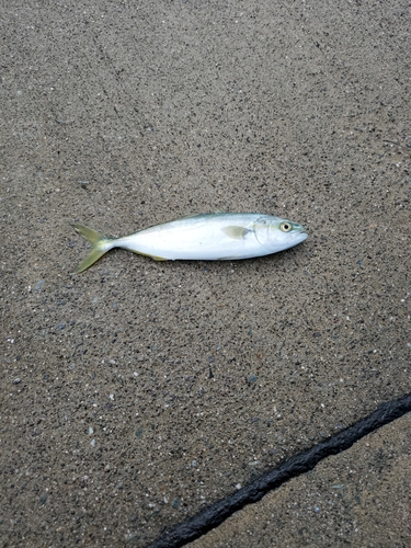 ワカシの釣果